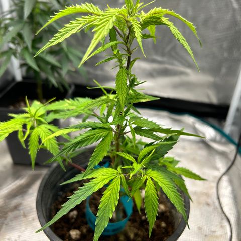 Chemdawg !!! growlog timeline photo