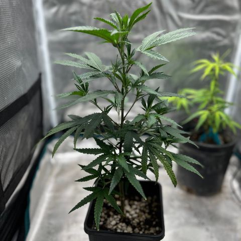 Black Mac!! growlog photo: Watering 12 oz of water every other day 