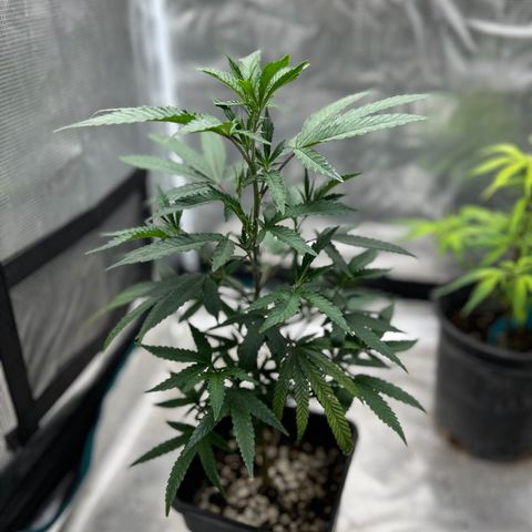 Black Mac!! growlog photo: Watering 12 oz of water every other day 