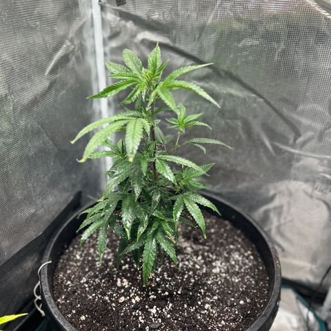 Black Mac!! growlog timeline photo