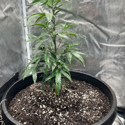 Black Mac!! growlog timeline photo