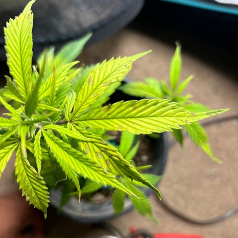 Chemdawg !!! growlog photo: Started seeing Black spots in the leaves which is a sign of needing nutrients so I dressed the top soil with a 1/4 of terp tea and transplanted and trimmed the bad leafs off 24hrs later she’s doing Great