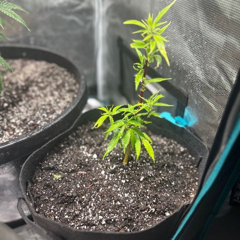 Chemdawg !!! growlog photo: Started seeing Black spots in the leaves which is a sign of needing nutrients so I dressed the top soil with a 1/4 of terp tea and transplanted and trimmed the bad leafs off 24hrs later she’s doing Great