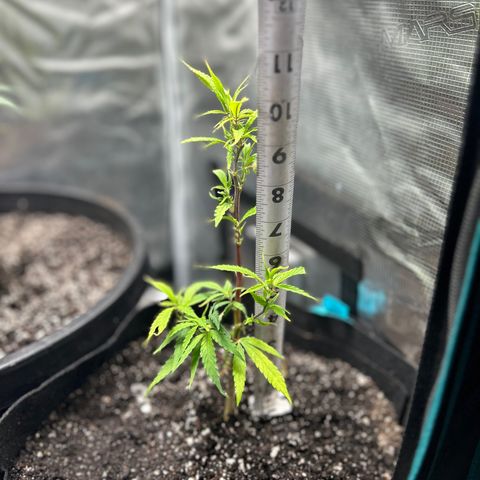 Chemdawg !!! growlog photo: Started seeing Black spots in the leaves which is a sign of needing nutrients so I dressed the top soil with a 1/4 of terp tea and transplanted and trimmed the bad leafs off 24hrs later she’s doing Great