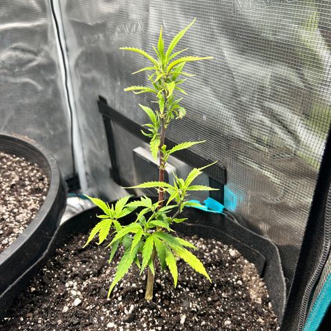 Chemdawg !!! growlog photo: Started seeing Black spots in the leaves which is a sign of needing nutrients so I dressed the top soil with a 1/4 of terp tea and transplanted and trimmed the bad leafs off 24hrs later she’s doing Great