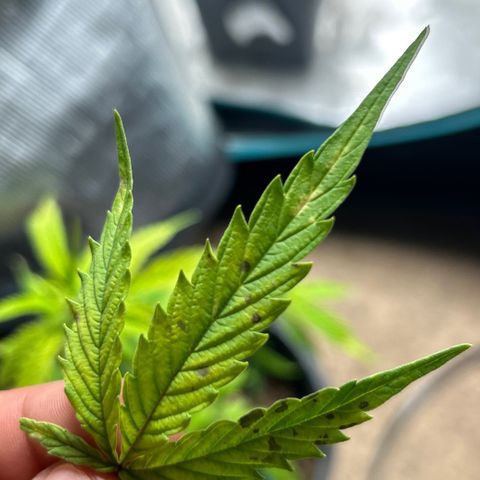 Chemdawg !!! growlog photo: Started seeing Black spots in the leaves which is a sign of needing nutrients so I dressed the top soil with a 1/4 of terp tea and transplanted and trimmed the bad leafs off 24hrs later she’s doing Great