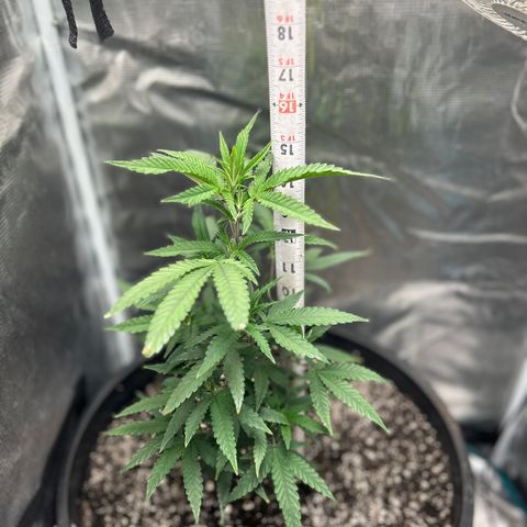 Black Mac!! growlog photo: Added 1/4 of terp Tea and a gallon of water looking perky today !