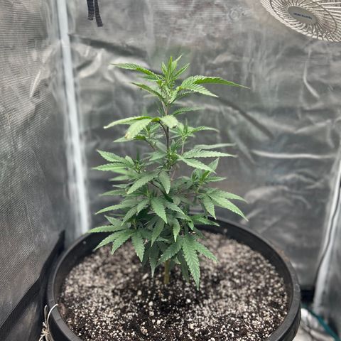Black Mac!! growlog photo: Added 1/4 of terp Tea and a gallon of water looking perky today !