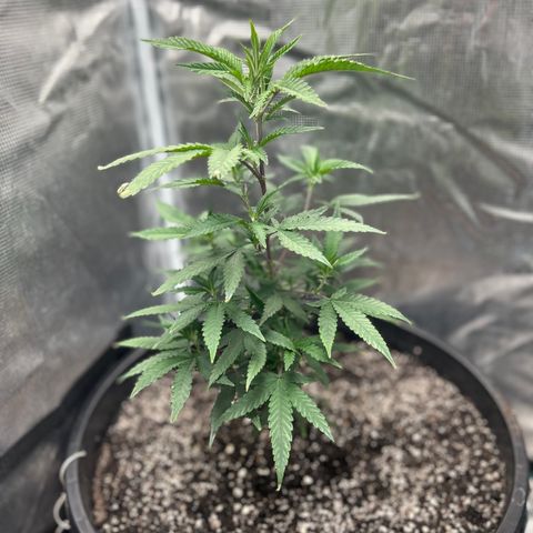 Black Mac!! growlog timeline photo