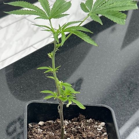 Black Mac!! growlog timeline photo