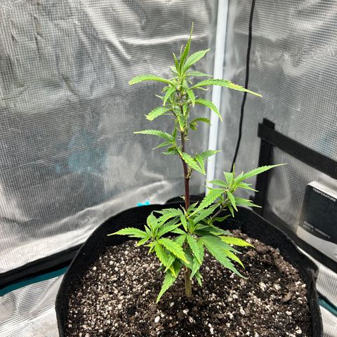 Chemdawg !!! growlog photo: Nutrient’s are working gonna add more in 2 weeks for now water everyday 