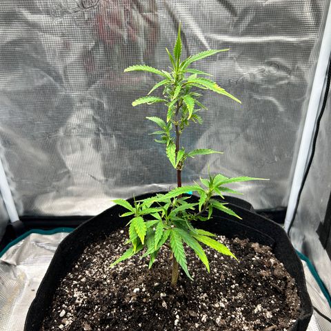 Chemdawg !!! growlog photo: Nutrient’s are working gonna add more in 2 weeks for now water everyday 