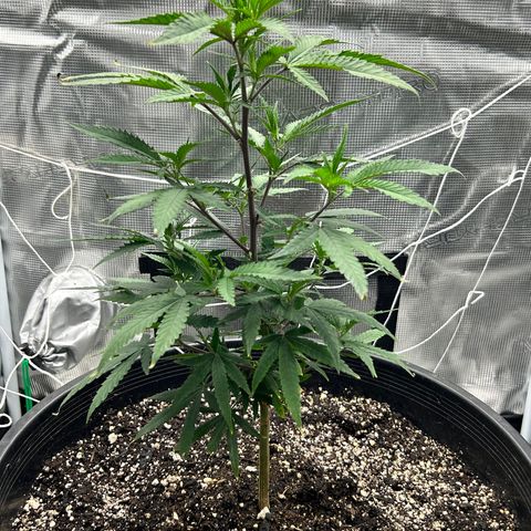 Black Mac!! growlog timeline photo