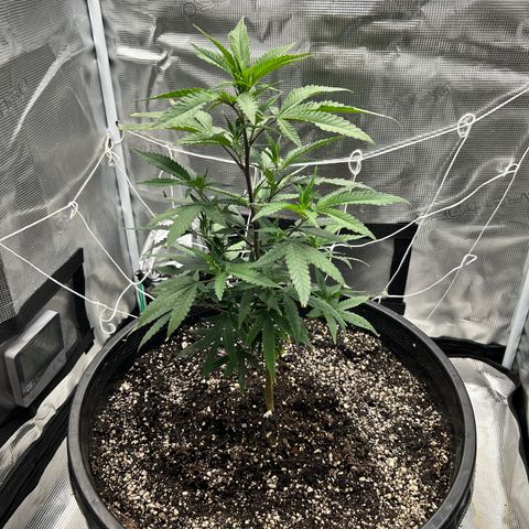Black Mac!! growlog timeline photo