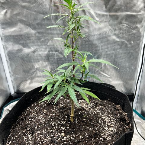 Chemdawg !!! growlog timeline photo