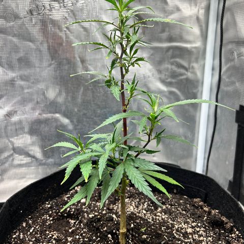 Chemdawg !!! growlog timeline photo