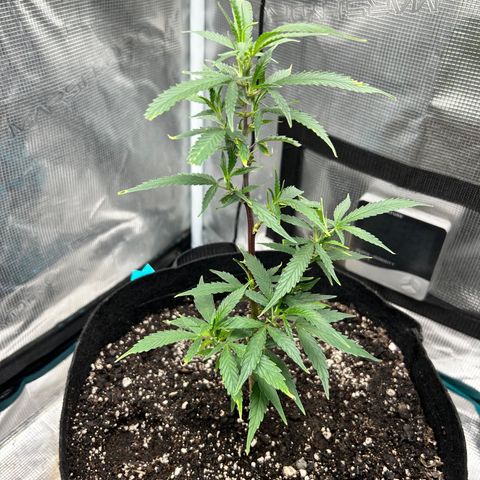 Chemdawg !!! growlog timeline photo