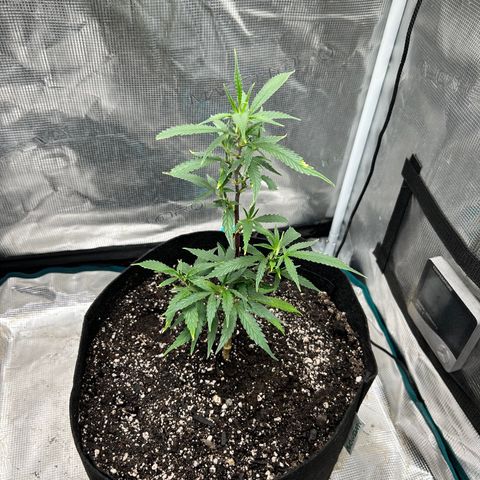 Chemdawg !!! growlog timeline photo