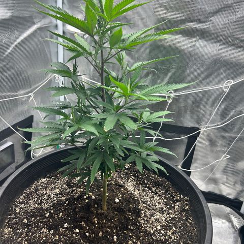 Black Mac!! growlog timeline photo