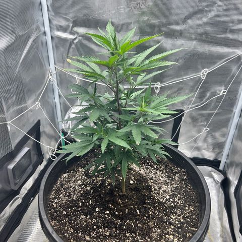 Black Mac!! growlog timeline photo