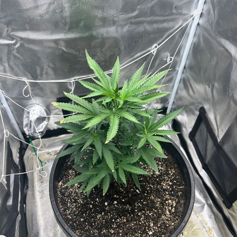 Black Mac!! growlog timeline photo