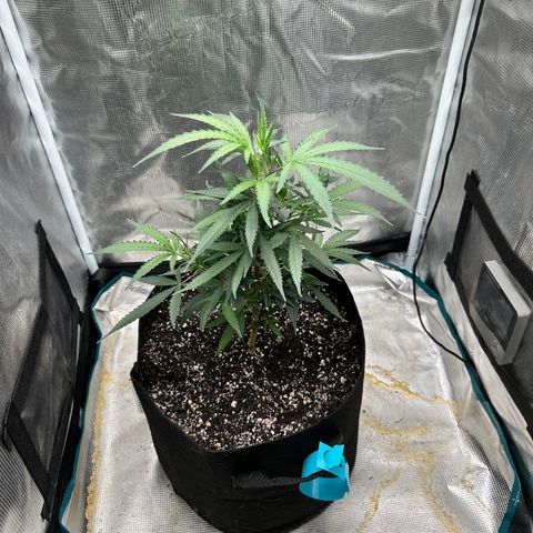 Chemdawg !!! growlog timeline photo
