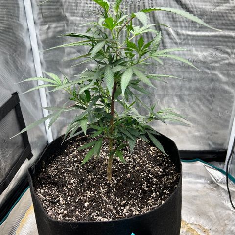 Chemdawg !!! growlog timeline photo