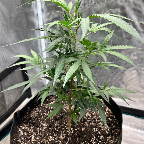 Chemdawg !!! growlog timeline photo
