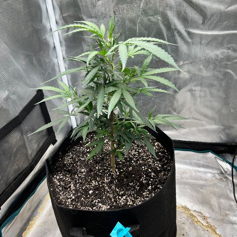 Chemdawg !!! growlog timeline photo