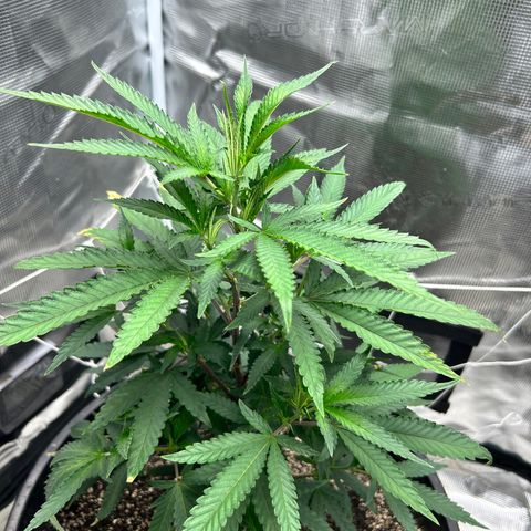 Black Mac!! growlog timeline photo