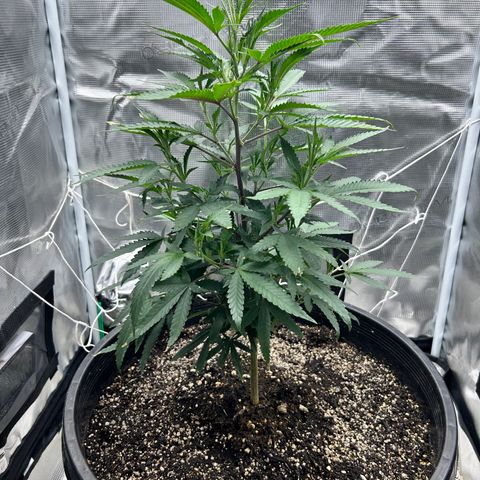 Black Mac!! growlog timeline photo