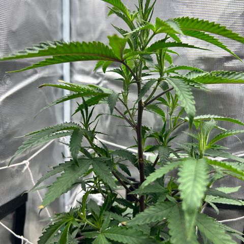 Black Mac!! growlog timeline photo
