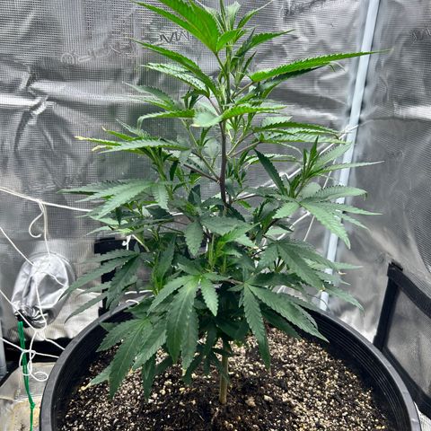 Black Mac!! growlog timeline photo
