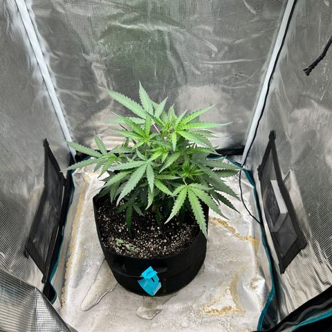 Chemdawg !!! growlog timeline photo