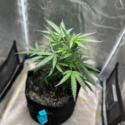 Chemdawg !!! growlog timeline photo