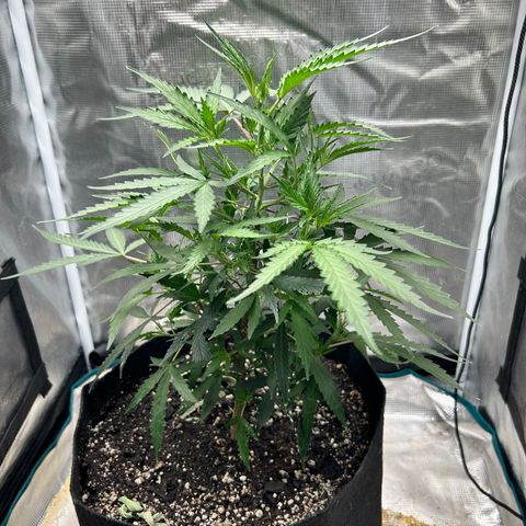 Chemdawg !!! growlog timeline photo