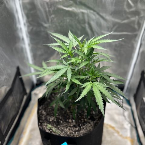 Chemdawg !!! growlog timeline photo
