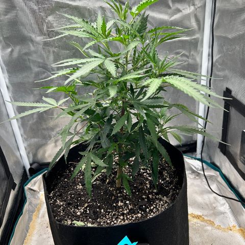 Chemdawg !!! growlog timeline photo