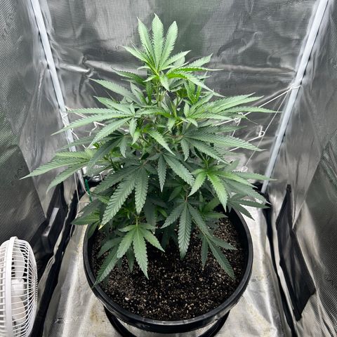 Black Mac!! growlog timeline photo