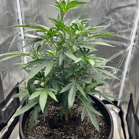 Black Mac!! growlog timeline photo