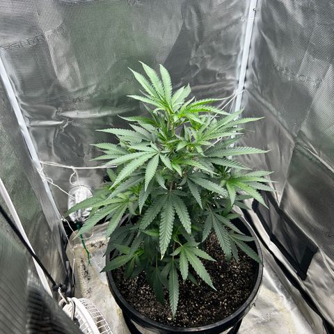 Black Mac!! growlog timeline photo