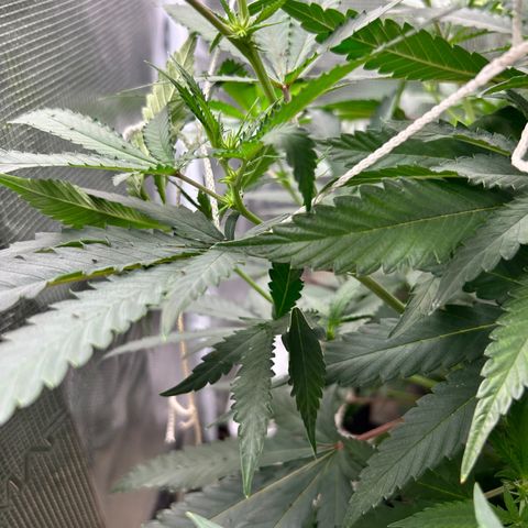 Black Mac!! growlog timeline photo