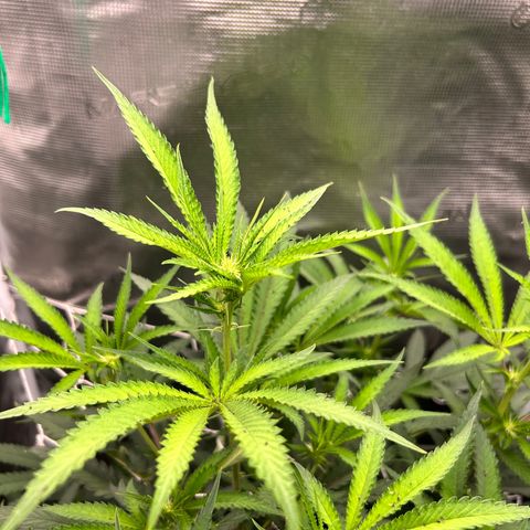 Black Mac!! growlog timeline photo