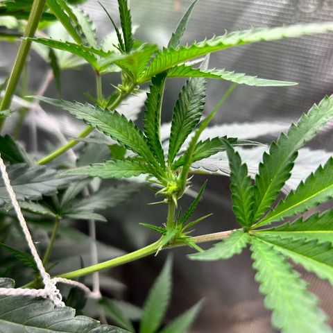 Black Mac!! growlog timeline photo