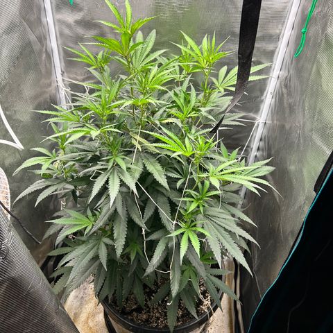 Black Mac!! growlog timeline photo