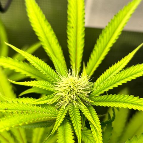 Black Mac!! growlog timeline photo