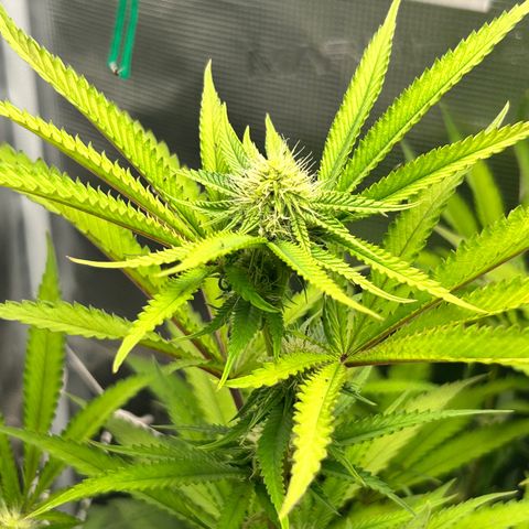 Black Mac!! growlog timeline photo