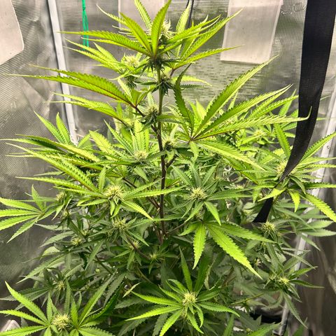 Black Mac!! growlog timeline photo