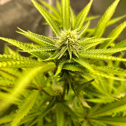 Black Mac!! growlog timeline photo