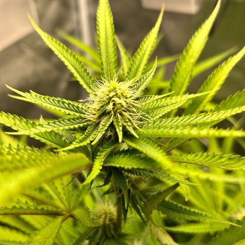 Black Mac!! growlog timeline photo